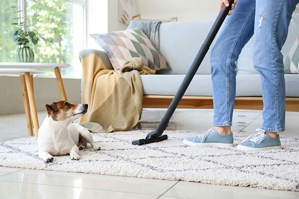 vacuuming by dog